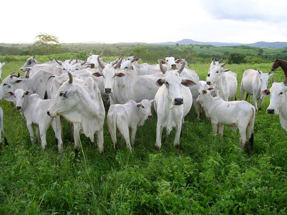 Carne bovina: Brasil vai atacar mercados que pagam mais em 2017 Carne bovina: Brasil vai atacar mercados que pagam mais em 2017