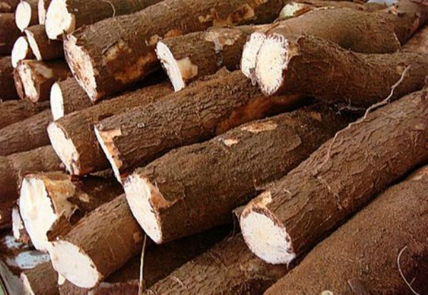 Mandioca: Com baixa oferta, preços seguem firmes no mercado da indústria Mandioca: Com baixa oferta, preços seguem firmes no mercado da indústria