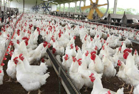 Mapa publica Instrução Normativa para granjas de aves