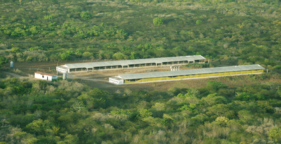 Lar Cooperativa vai investir R$ 41 milhões em ampliação de unidade avícola e armazenagem