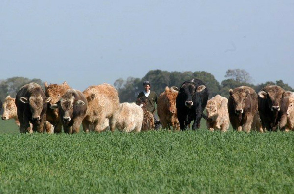 Apesar do aumento da oferta, cotação do boi gordo se mantém estável Indústria começou a ofertar preços mais baixos pela arroba do boi gordo em função do aumento da oferta de animais.Foto: Raquel Heidrich / Agência RBS