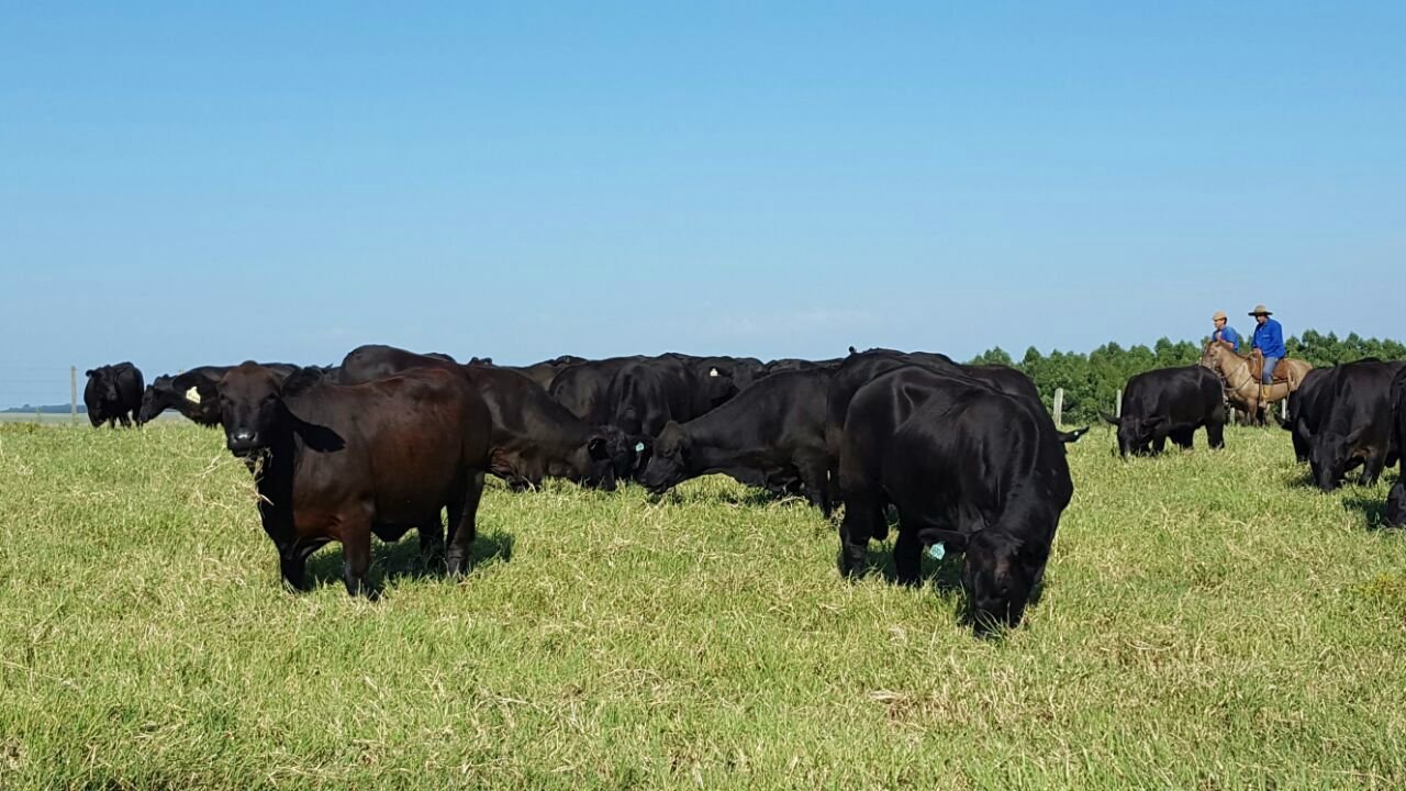 ABS e JMT oferecem Brangus com performance provada a campo ABS e JMT oferecem Brangus com performance provada a campo