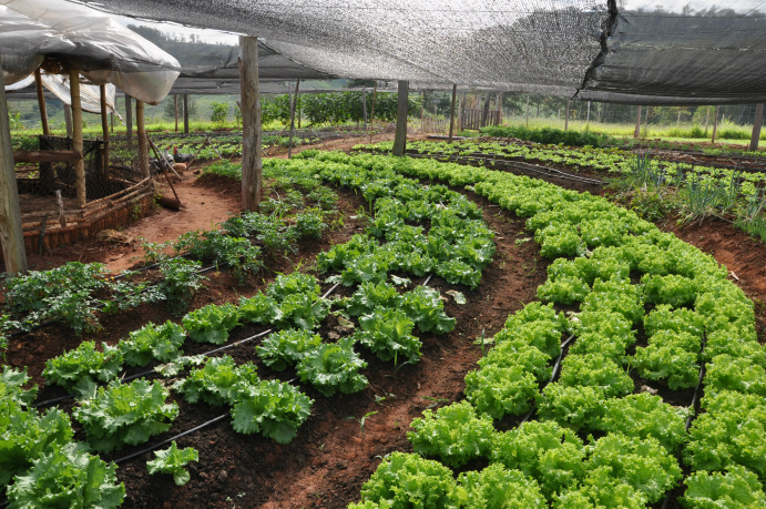 O uso da Fecundação in Vitro (FIV) vem aumentando significativamente nos últimos anos em raças bovinas como a Senepol por ser al Mercado da horticultura em Mato Grosso do Sul será debatido quarta e quinta-feira em oficina que acontece na Embrapa de Dourados