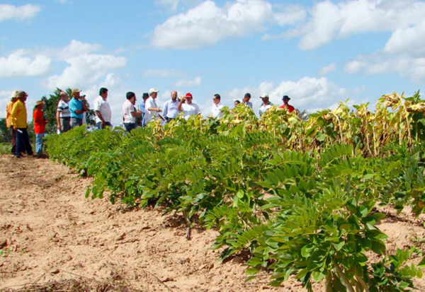 Produtores reclamam de burocracia para o financiamento de produção sustentável Novas linhas de crédito foram criadas para estimular a produção sustentável e evitar o desmatamento, mas esbarraram na burocracia.Foto: Divulgação / Embrapa