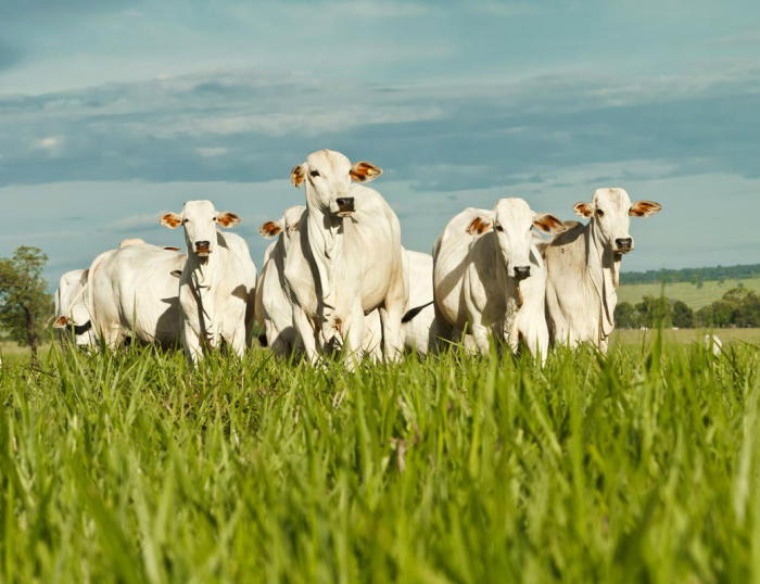Alimentação bovina: nova variedade de capim eleva ganho de peso Alimentação bovina: nova variedade de capim eleva ganho de peso