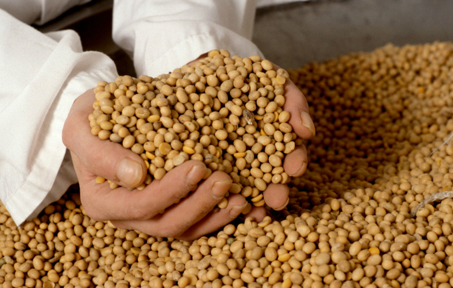 Embrapa lança cultivar de soja indicada para regiões frias do sul do Brasil Embrapa lança cultivar de soja indicada para regiões frias do sul do Brasil