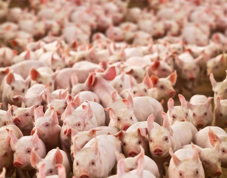 Suínos/Cepea: fraca demanda pressiona valor da carne e do vivo Suínos/Cepea: fraca demanda pressiona valor da carne e do vivo