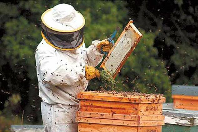Apicultura atinge profissionalização em MS Apicultura atinge profissionalização em MS
