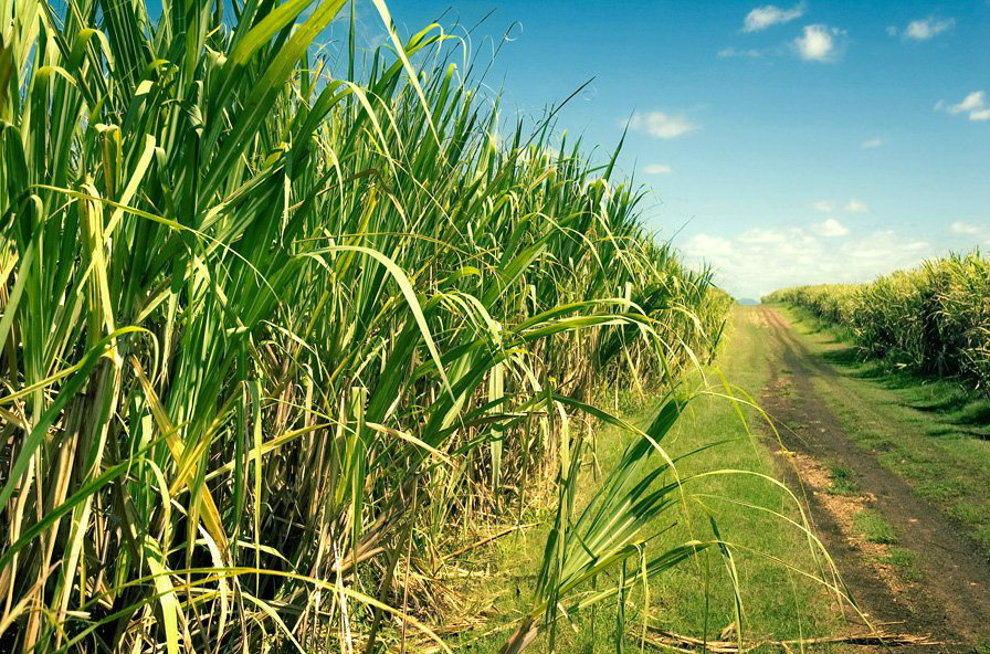 Unica discute inclusão da cana-de-açúcar nas negociações do acordo Mercosul-União Europeia Unica discute inclusão da cana-de-açúcar nas negociações do acordo Mercosul-União Europeia