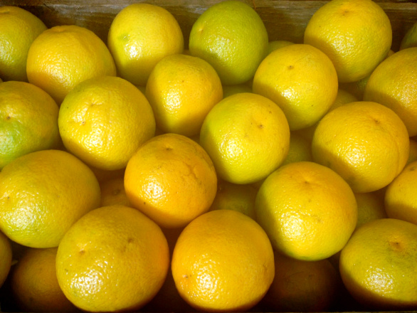 Mercados de laranja e lima tahiti seguem desaquecidos, diz Cepea Mercados de laranja e lima tahiti seguem desaquecidos, diz Cepea