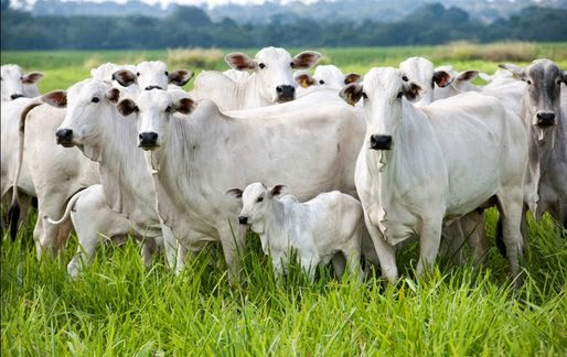Cargill Nutrição Animal inaugura Centro de Distribuição em Mato Grosso Cargill Nutrição Animal inaugura Centro de Distribuição em Mato Grosso