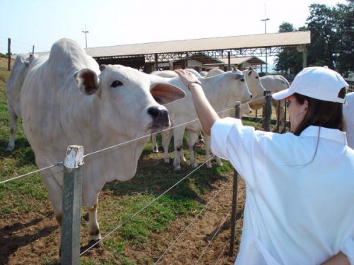 Missões veterinárias dos Estados Unidos e da Coreia do Sul inspecionam frigoríficos em seis estados