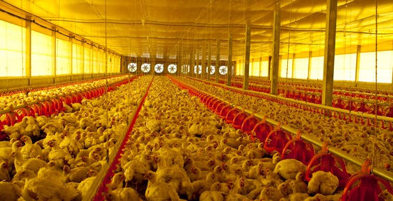 Vendas externas de ovos férteis seguem crescentes