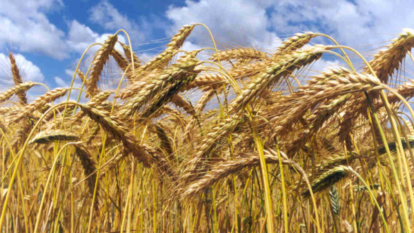Conab leiloa hoje 72 mil toneladas de trigo em estoque Apenas as indústrias moageiras poderão participar do leilão.