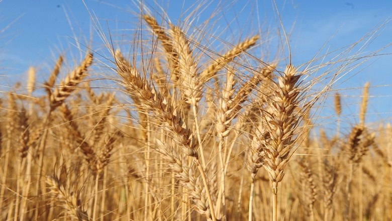 Argentina: condições climáticas obrigaram produtores a suspender tarefas de plantio de trigo