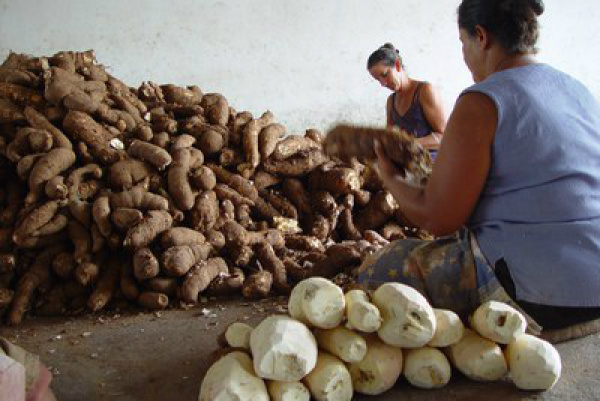Produção de mandioca enfrenta mais séria crise A cadeia produtiva da mandioca enfrenta uma das mais sérias crises, especialmente no Nordeste, por causa da estiagem. foto: Seplan/AL