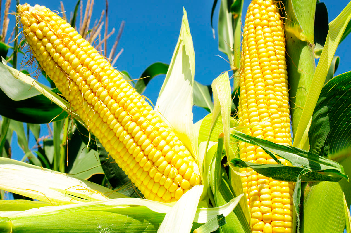América Latina e África Austral lideram produção global de milho, diz FAO América Latina e África Austral lideram produção global de milho, diz FAO