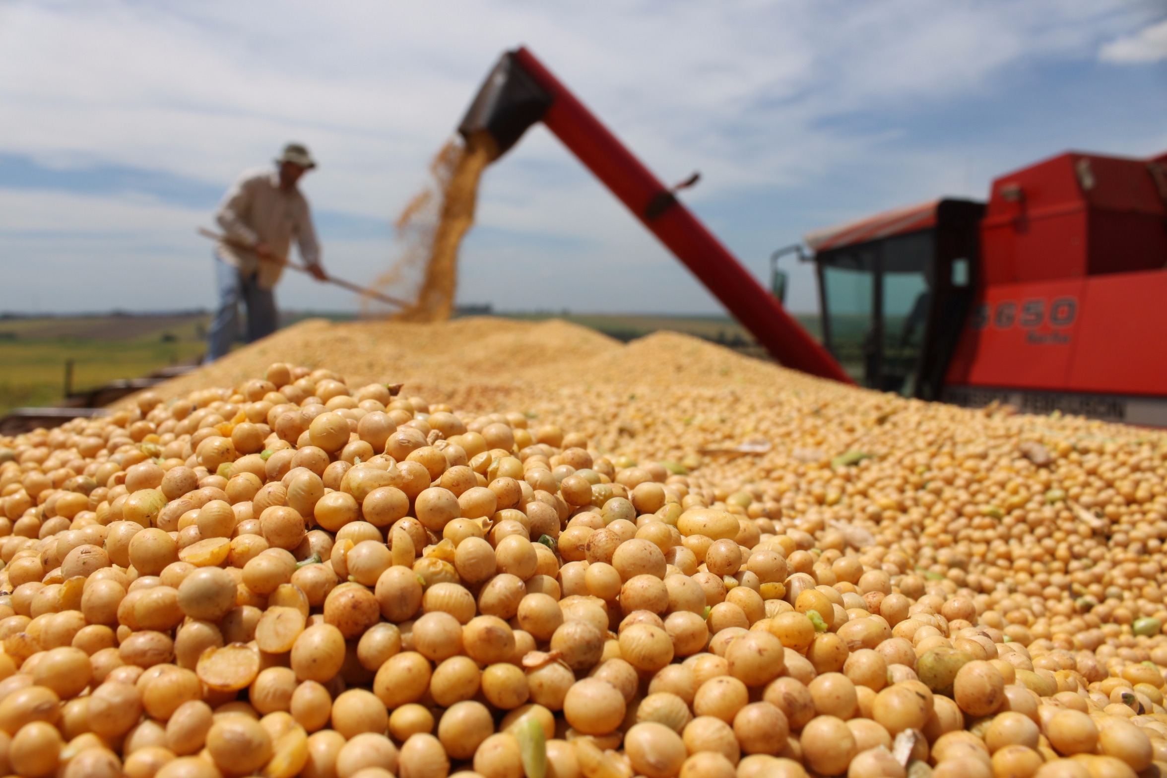 Soja: Produtor fecha semana de olho no câmbio e na armazenagem; preços recuam no Brasil