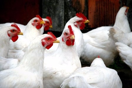 Frango vivo: Preços devem ficar pressionados na segunda quinzena do mês