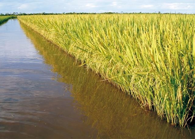 Arroz: Frio no Sul alcança o mercado