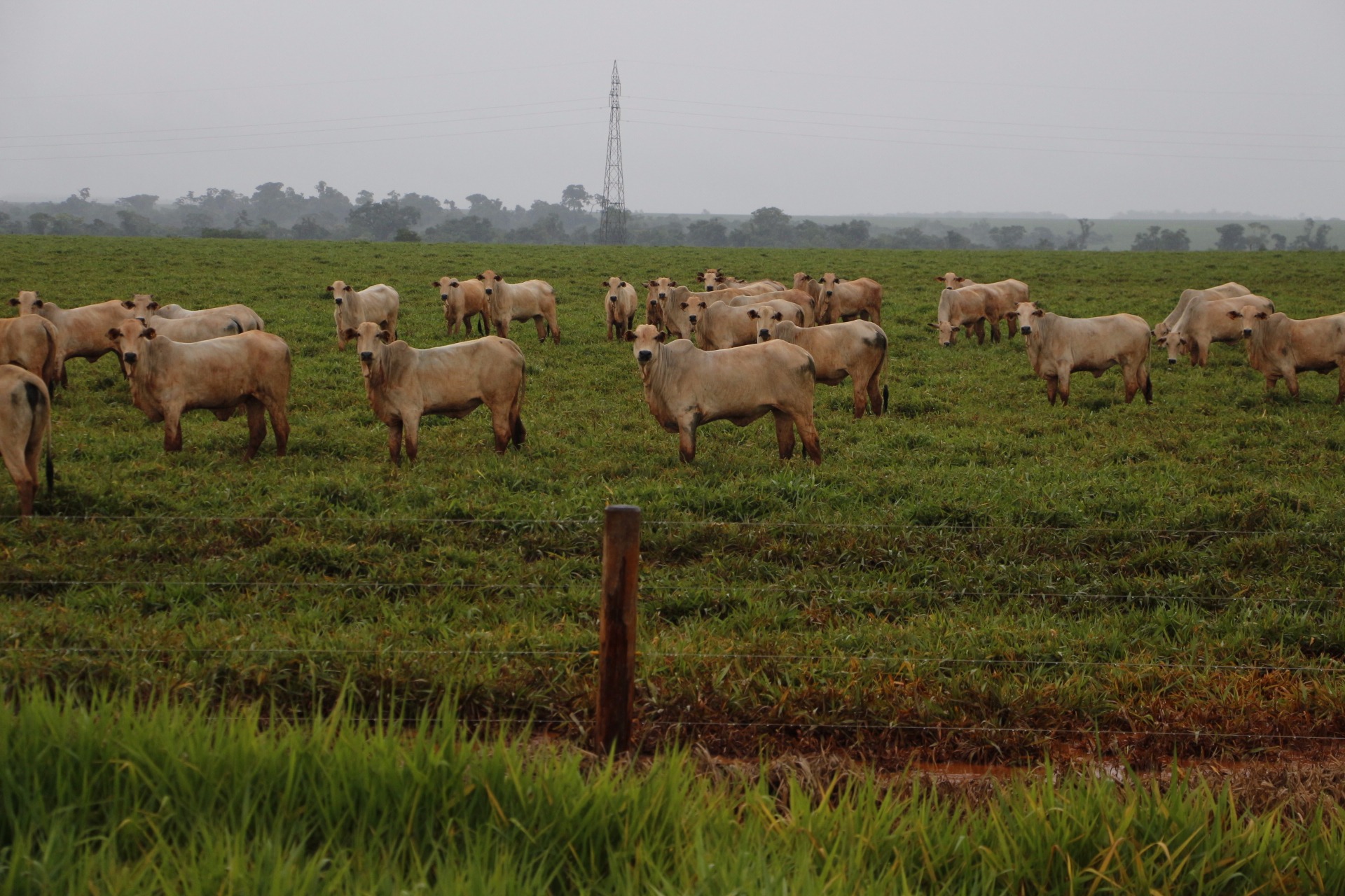 Pecuária de corte recebe incremento com programa do Sindicato Rural e Senar (Foto: Divulgação)
