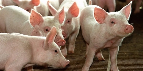 Suíno Vivo: segundo semestre deve ser promissor para o setor