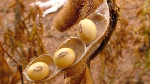 USDA anuncia nova venda de 1,3 milhão de toneladas de soja da safra nova para China