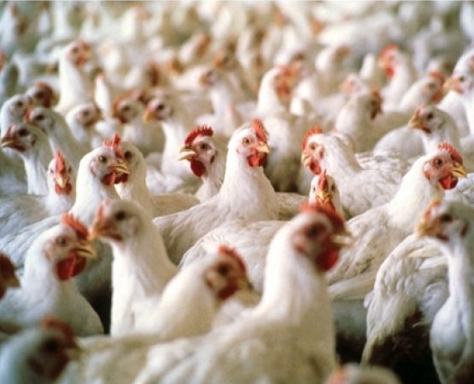 Frango Vivo: MG cai novamente e fica abaixo de SP, a R$2,38/kg
