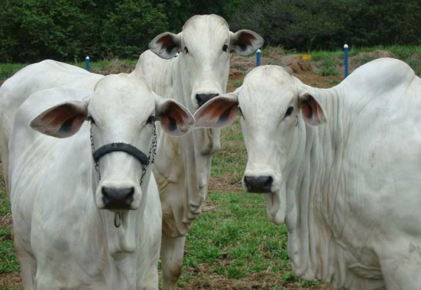Maior demanda de ureia pecuária pode dar sustentação aos preços Período seco do ano pode favorecer custo do insumo.Foto: Embrapa Rondônia