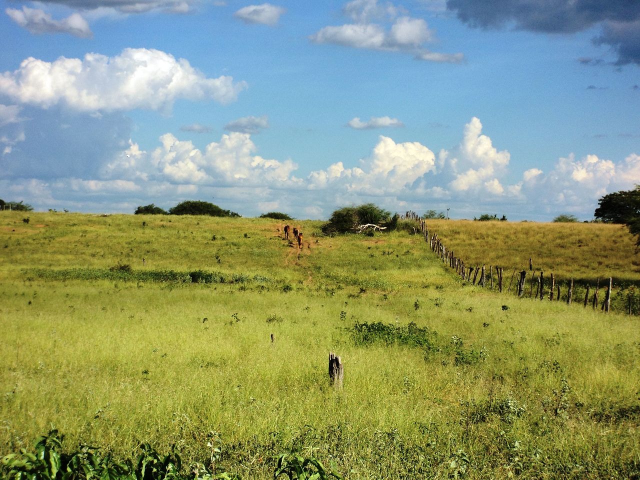 Clima favorece produção de uva em Jundiaí (SP) Clima favorece produção de uva em Jundiaí (SP)