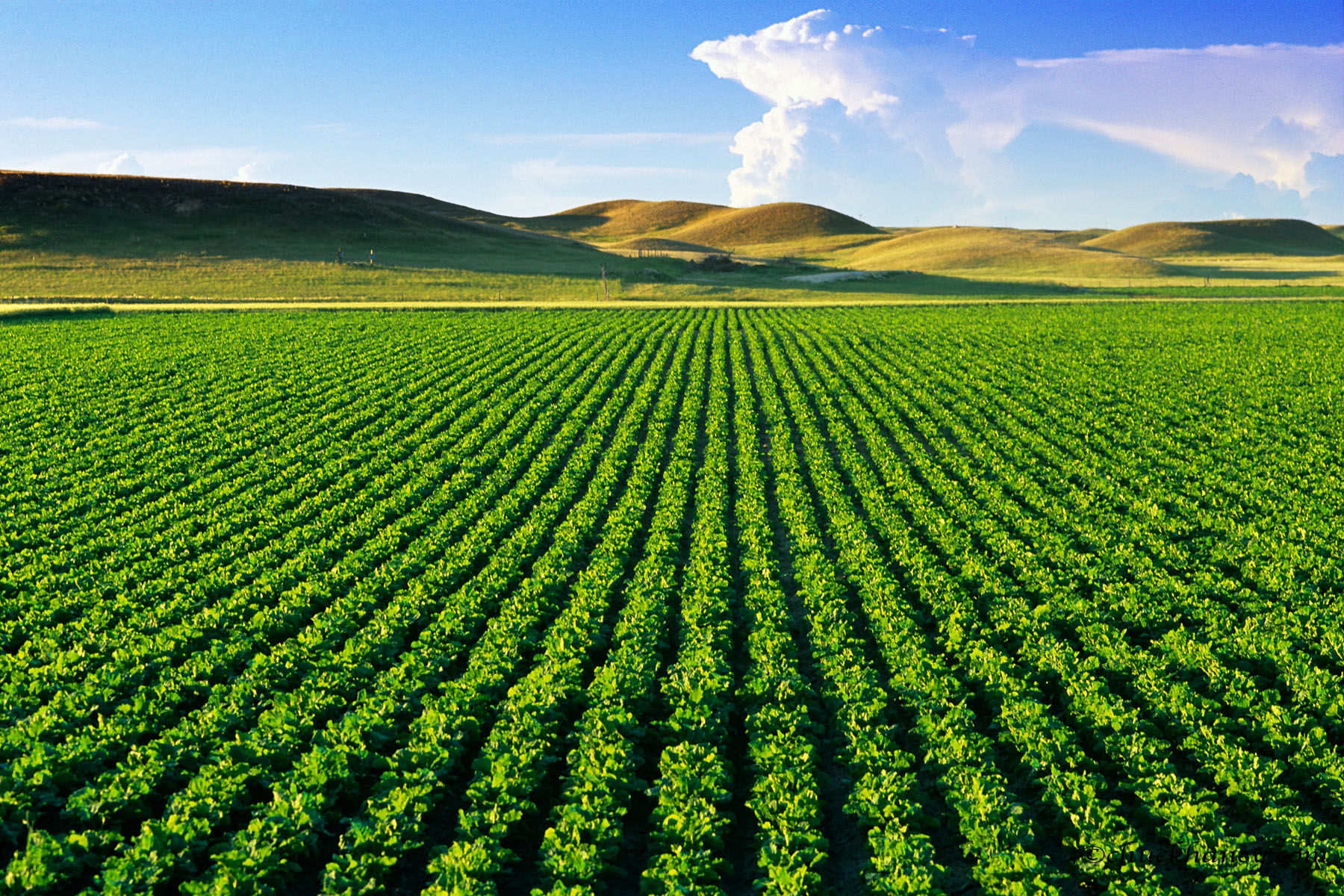 Produtor de MS tem até o dia 10 de janeiro para registrar área cultivada com soja Produtor de MS tem até o dia 10 de janeiro para registrar área cultivada com soja