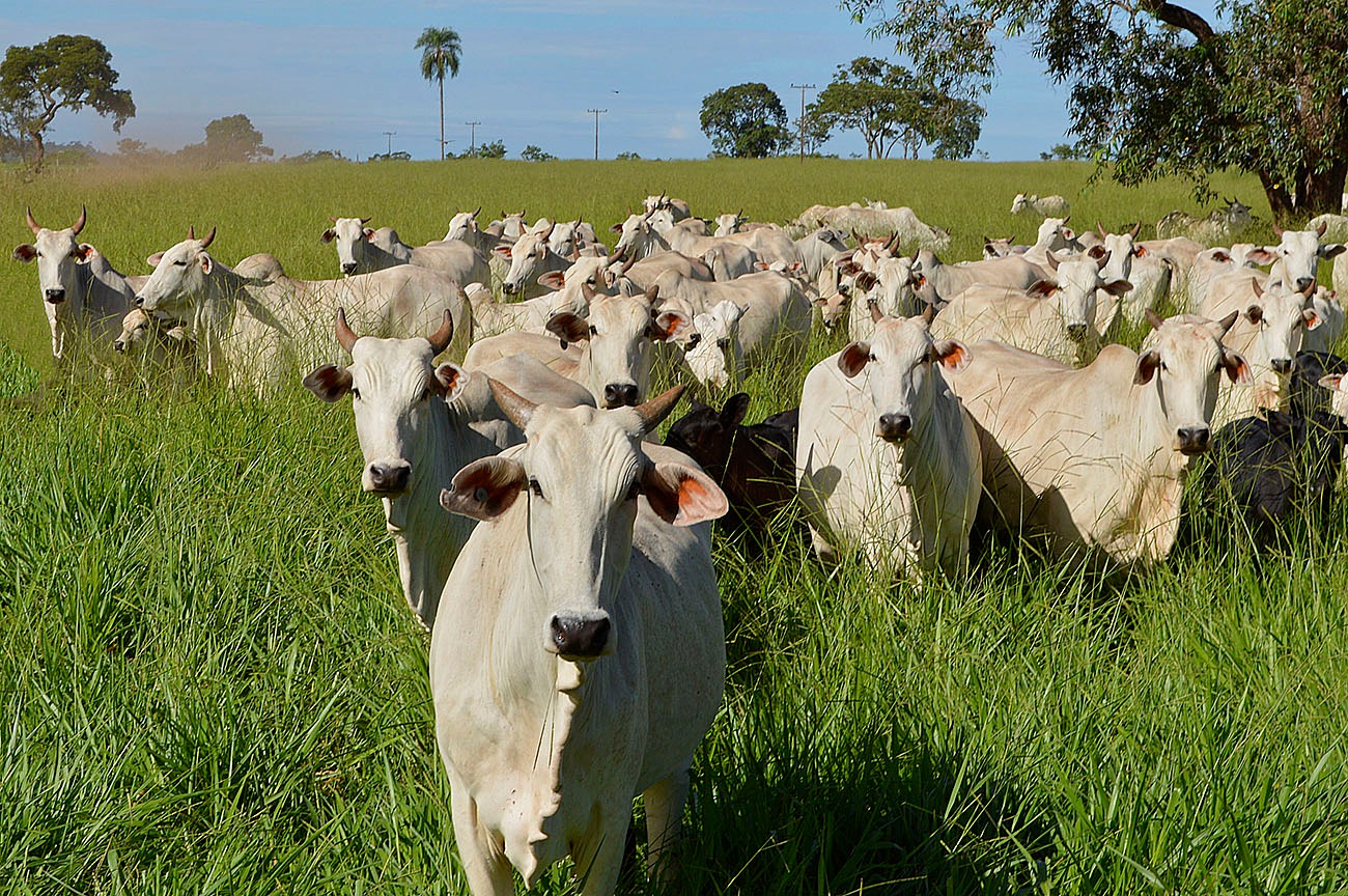 Produção de carne bovina em MS sobe 13% Dados foram divulgados nessa segunda-feira pela Unidade Técnica do Sistema Famasul