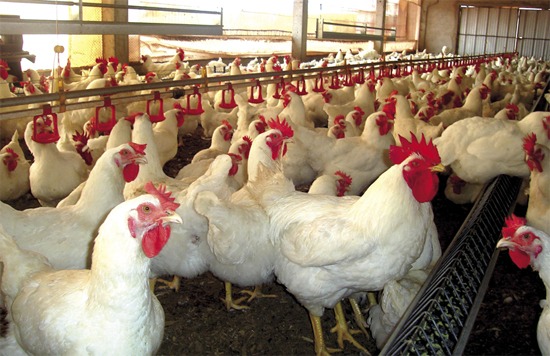 Frango Vivo: alta de 0,93% em SC
