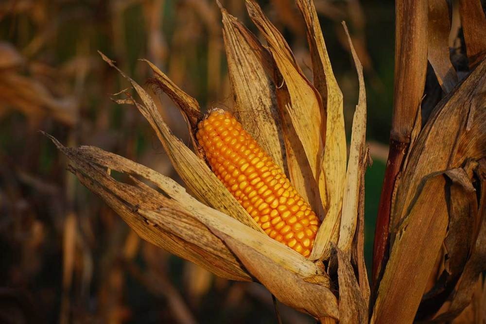 Milho pipoca atrai produtores que buscam maior renda e diversificação de culturas Milho pipoca atrai produtores que buscam maior renda e diversificação de culturas