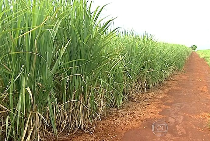 Canaviais ajudam a preservar reservatórios hídricos gerando energia renovável Canaviais ajudam a preservar reservatórios hídricos gerando energia renovável