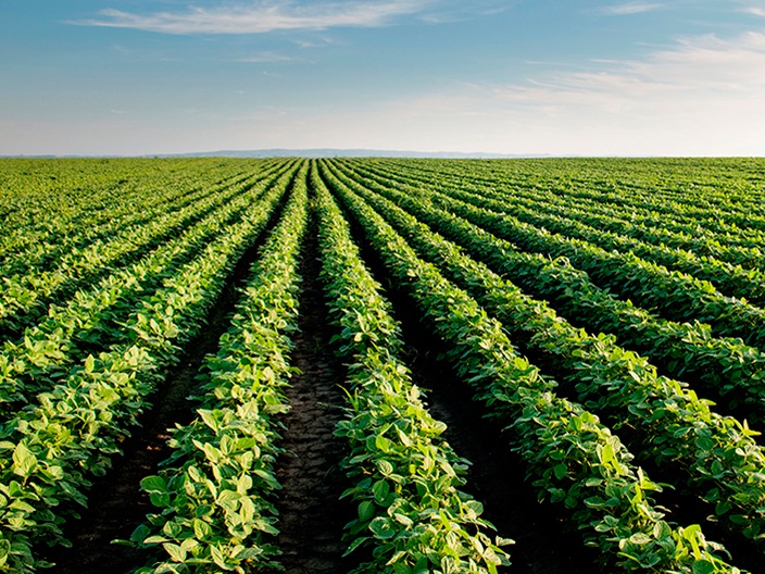 USDA: Estoques trimestrais de soja e milho dos EUA ficam bem acima do esperado USDA: Estoques trimestrais de soja e milho dos EUA ficam bem acima do esperado
