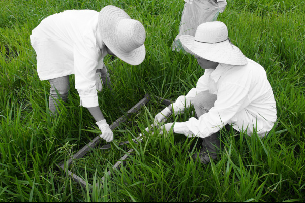 Pecuaristas de Caracol aderem programa de recuperação de pastagem O Mais Inovação proporciona ao produtor rural, por meio de consultorias, a oportunidade de aumentar e diversificar sua produção