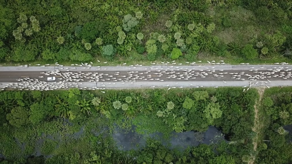 Embrapa emite laudo para retirada total de rebanhos no baixo Pantanal por causa da cheia em MS Embrapa emite laudo para retirada total de rebanhos no baixo Pantanal por causa da cheia em MS