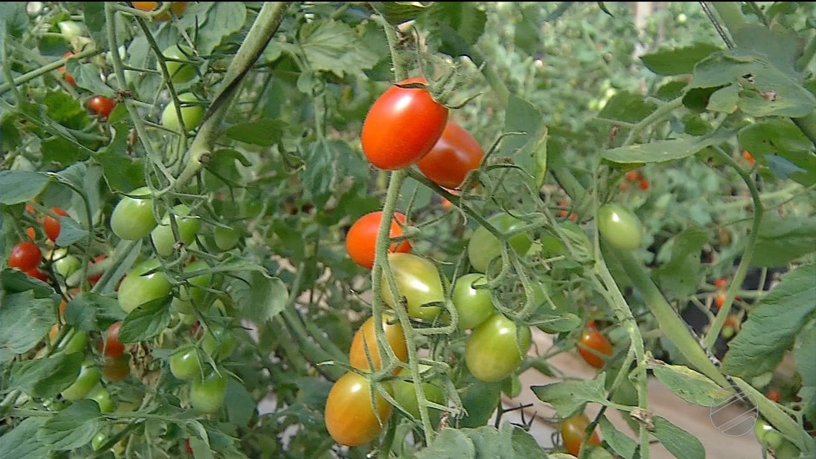 Tomate-cereja e milho doce são cultivados em estufas com sistema de irrigação em MT Tomate-cereja e milho doce são cultivados em estufas com sistema de irrigação em MT