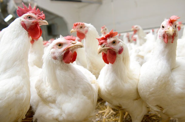 Frango Vivo: estabilidade nas cotações nesta quarta (23)