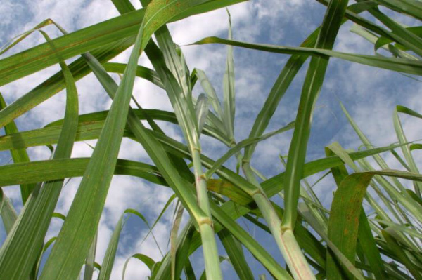 Sistema prevê a padronização das mudas e a redução de até 90% do material utilizado.Foto: Fernando Gomes, 04/04/2007, BD