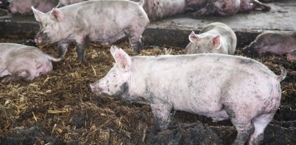 Preços de suíno vivo se mantiveram estáveis nesta semana