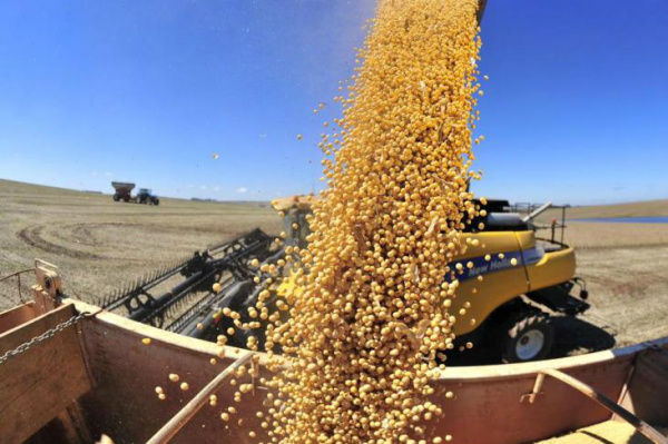 Estimativas de produção de soja podem ser reajustadas para cima nos próximos levantamentos.Foto: Tadeu Vilani / Agencia RBS