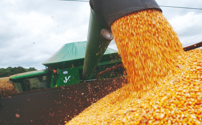 Paraná começa colheita de milho com perspectiva de produção ainda menor, diz Deral
