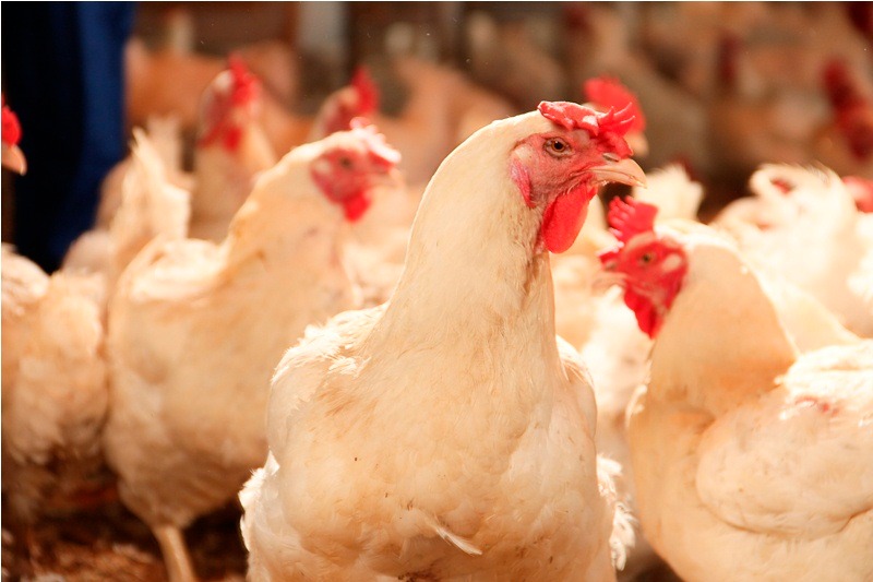Frango: Demanda elevada impulsiona preço da carne para patamar de OUT/16