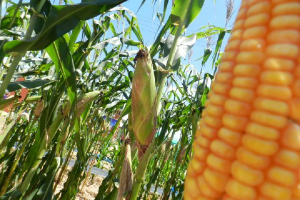 Em MS, produtores de milho se preocupam com preço e estocagem do grão Em MS, produtores de milho safrinha estão preocupados com a queda de preço que o grão vem registrando nos últimas semanas.Foto; Divulgação