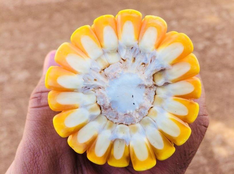 Dia de Campo de colheita de milho safrinha em Rio Verde (GO). Envio de Alex Zamonaro
