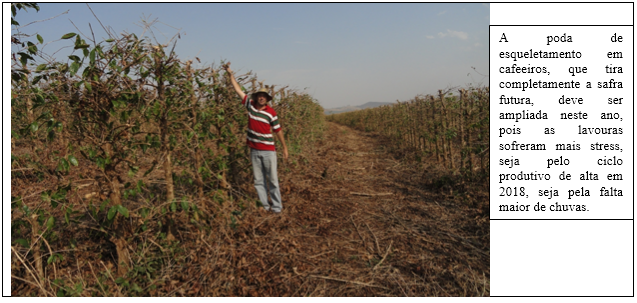 Procafé: Boa qualidade do café nessa safra sinaliza perda de produtividade na próxima Procafé: Boa qualidade do café nessa safra sinaliza perda de produtividade na próxima