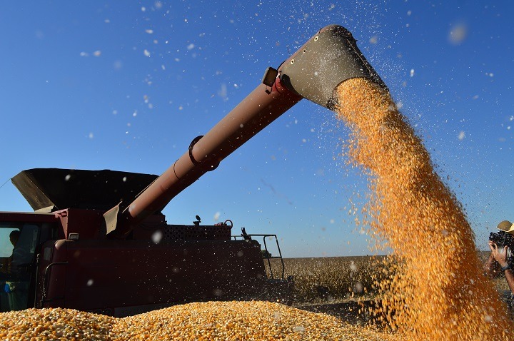 Produtores de milho já colheram 44,5% da área plantada em MS Produtores de milho já colheram 44,5% da área plantada em MS