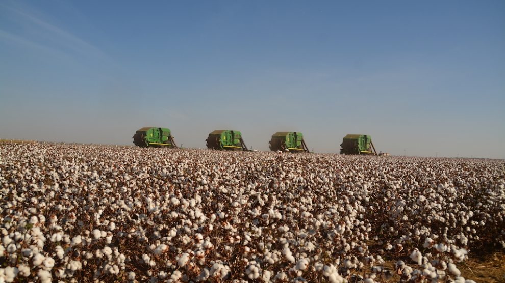Colheita de algodão em Mato Grosso avança e chega a 25% da área